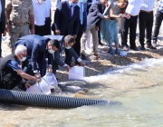 Milyonlarca yavru balık Atatürk barajı göletine bırakıldı