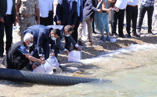 Milyonlarca yavru balık Atatürk barajı göletine bırakıldı