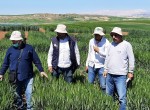 Kuraklığa Karşı İki Yeni Buğday Çeşidi Geliştirildi