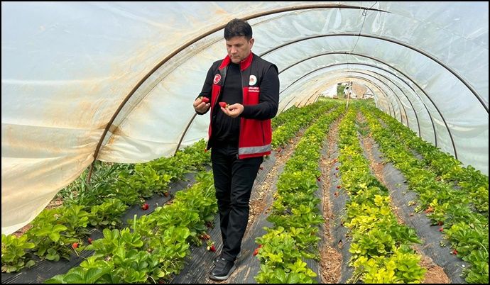 Bozova’da Tarımda Yeni Dönem: İlçede İlk Kez Çilek Üretimi Başladı