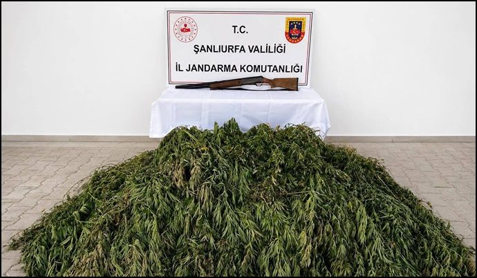 Bozova’da 610 Kök Kenevir Ele Geçirildi, 1 Şüpheli Gözaltında
