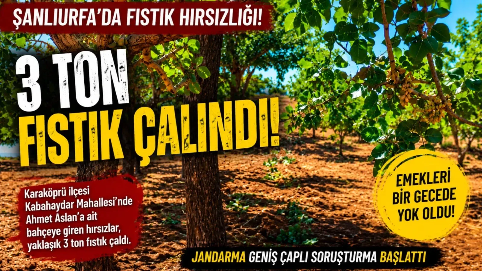 Şanlıurfa’da Fıstık Bahçesine Hırsız Girdi: Yaklaşık 3 Ton Fıstık Çalındı